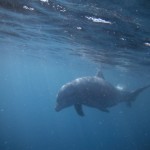 Mile Building Cruises | Dolphins | Grenada Bluewater Sailing