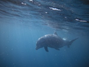 Mile Building Cruises | Dolphins | Grenada Bluewater Sailing