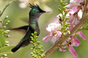 The Antillian Crested Hummingbird has a beautiful crest on its head.