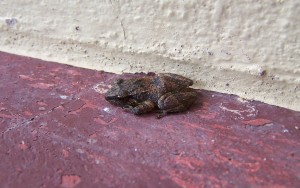 Tree Frogs are one of the many animals in the Grenadines that you may encounter.