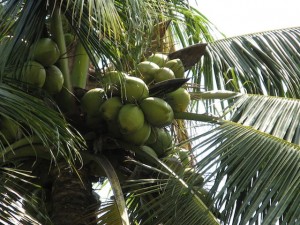 Coconuts are used for many things in Grenada