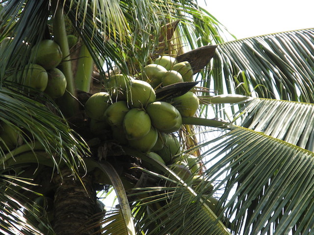 10 Delicious Caribbean Fruits To Try On Your Sailing Vacation