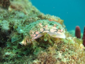 The lettuce sea slug has a frilly edge making it resemble a lettuce.