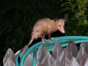 Manicou are a marsupial opossum that are animals in the Grenadines