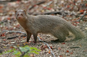 The mongoose is a type of animal in the Grenadines which looks like a meercat.