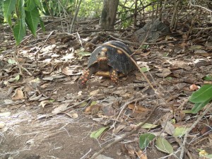 The red legged tortoise is one of the land animals in the Grenadines