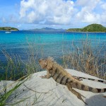 An iguana in the Tobago Cays looking out over our yacht Chao Lay.