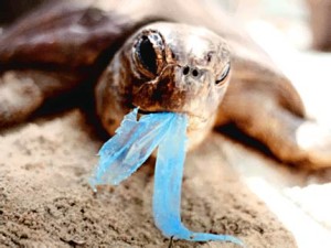 A turtles eats a plastic bag. Avoidable by eco friendly sailing practices.