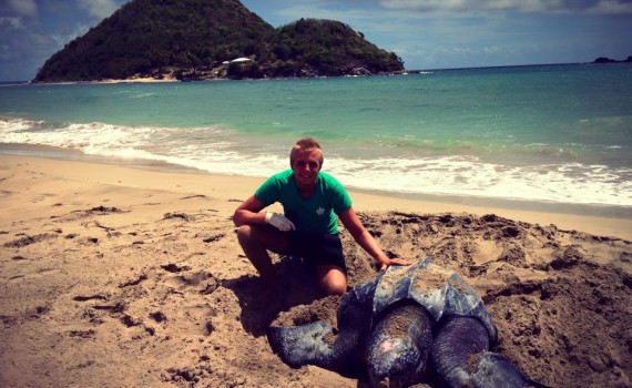 Leatherback turtle on Levera beach in Grenada
