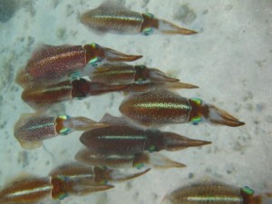 Reef squid spotted when snorkelling in Grenada.