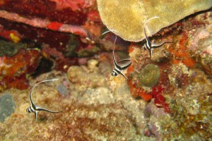 Juvenile spotted drum fish in the Grenadines.