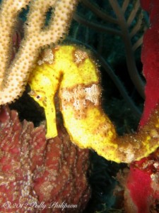 A longsnout seahorse in Grenadines.