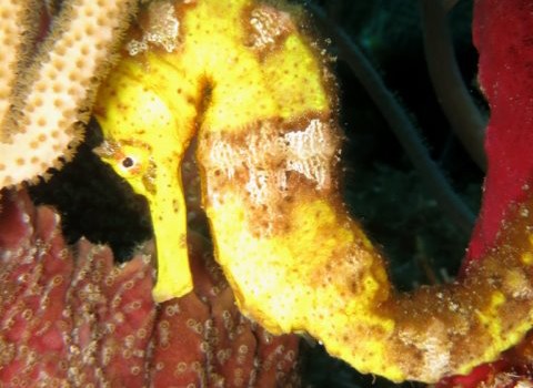 A longsnout seahorse in Grenadines.